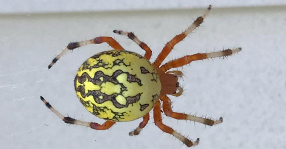 marbled orb weaver